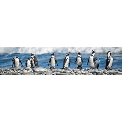 Dimex KI260-112 Fototapeta do kuchyně Penguins rozměry 260 x 60 cm