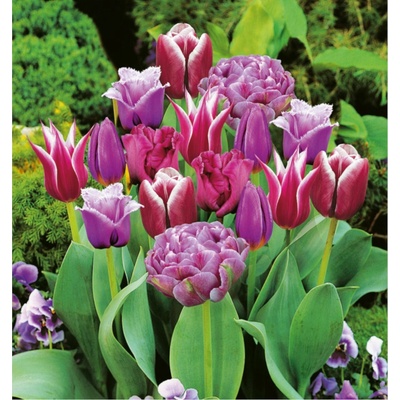 BENEX TULIPÁN Gama Purple 5ks