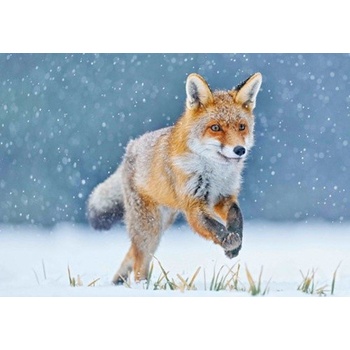 Running fox 3D pohlednice -
