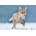 Running fox 3D pohlednice -