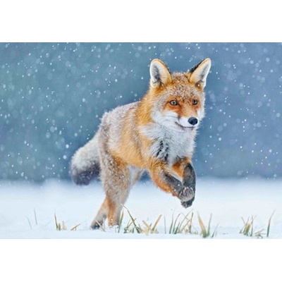 Running fox 3D pohlednice -