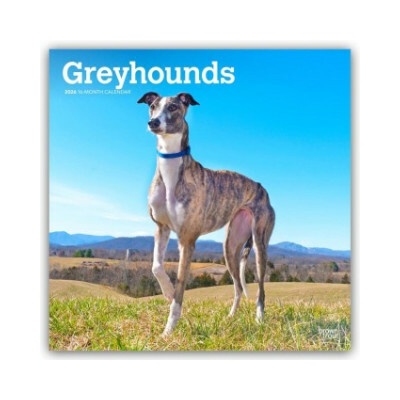 Greyhounds Windhunde 16-Monats 2026