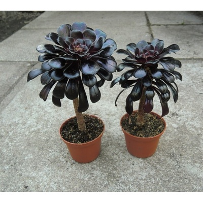 Aeonium arboreum v. atropurpureum Schwarzkopf (větší rostlina) – Zboží Dáma