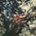 Obscured By Clouds - Pink Floyd CD