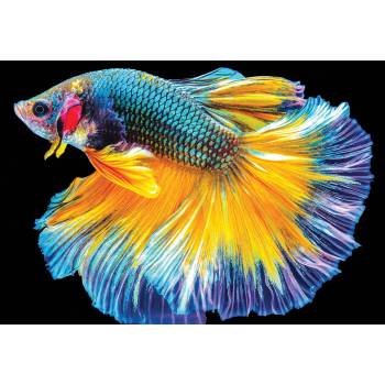 Interdruk - Puzzle Fish - 250 piese