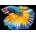 Interdruk - Puzzle Fish - 250 piese