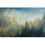 DIMEX ART Флизелинов фототапет мъгла над гората 375 x 250 см