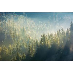 DIMEX ART Флизелинов фототапет мъгла над гората 375 x 250 см