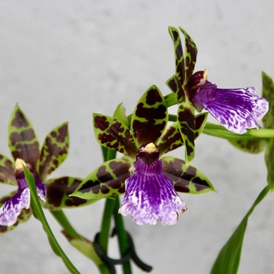 Orchidea Zygopetalum mackayi