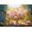 Castorland - Puzzle Art Collection: Hot Summer Peonies - 1 000 piese