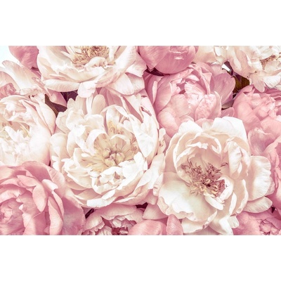 Komar Vliesová fototapeta Peonies rozměry 368 x 248 cm