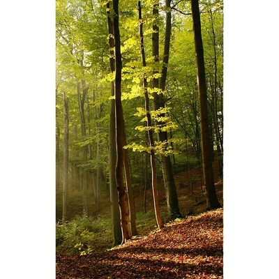 Dimex MS-2-0098 vliesová fototapeta rozměry 150 x 250 cm