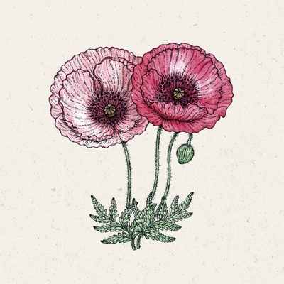 Jora Dahl Mak vlčí "Pandora" Papaver rhoeas 1 bal.