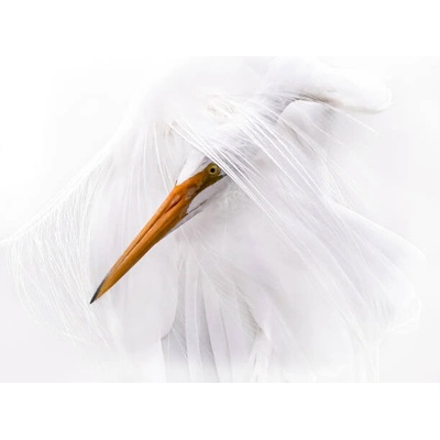 Plakát, Obraz - Great Egret Head Through White Plumage, Troy Harrison, 40 × 30 cm