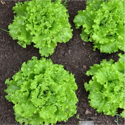 Šalát hlávkový Batavia - Lactuca sativa - semená šalátu - 800 ks