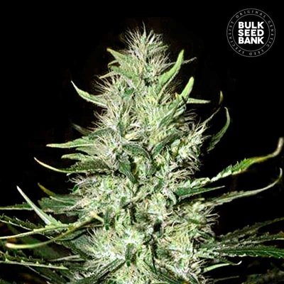 Bulk Seed Bank AUTO Mazar Extra semena neobsahují THC 100 ks
