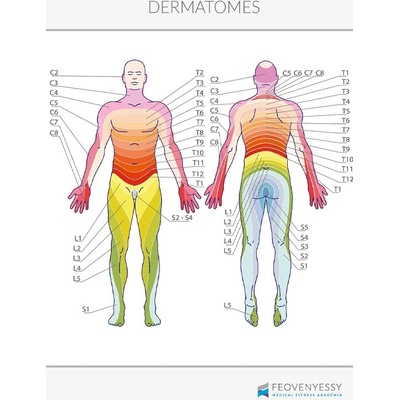 Feövenyessy Anatomický plagát - Dermatómy 50 x 70 cm | EN