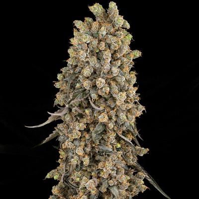 Sensi Seeds Atomic Blue Dream semienka neobsahujú THC 3 ks