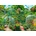 Bluebird Puzzle - Puzzle The Garden Greenhouses - 1 500 piese