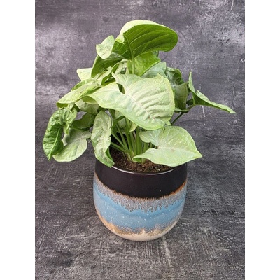 Syngonium Milk Confetti 12 cm