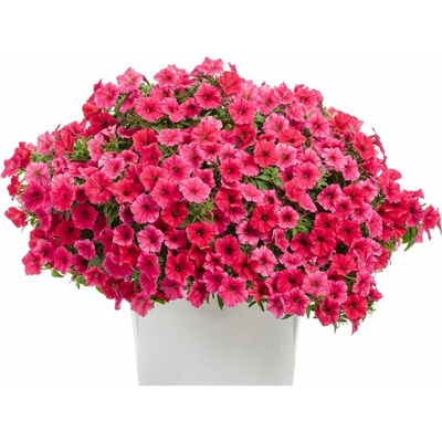 Petúnia Supertunia Vista Paradise