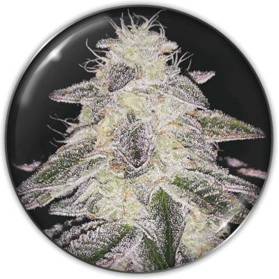 Medical Seeds Co. Medical Runntz semena neobsahují THC 3 ks