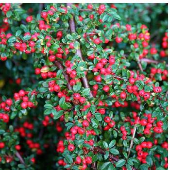 Cotoneaster horizontalis – Cotoneaster Horizontalis