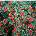 Cotoneaster horizontalis – Cotoneaster Horizontalis