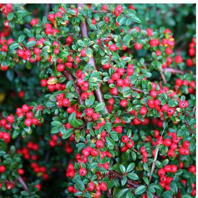 Cotoneaster horizontalis – Cotoneaster Horizontalis