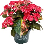Black Diamond® Dark Angel Red Black Diamonds® - Teiller - Хортензия Macrophylla