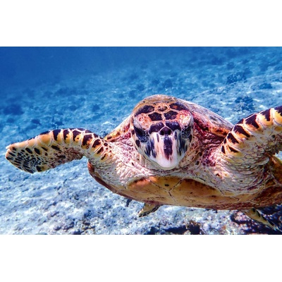 DIMEX ART Флизелинов фототапет костенурка карета 375 x 250 см