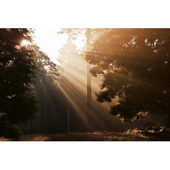 DIMEX ART s. r. o Флизелинов фототапет дървета при зазоряване 375 x 250 см