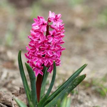 Hyacint Miss Saigon - Hyacinthus - cibule hyacintu - 1 ks