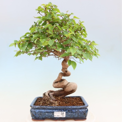 e-bonsai Venkovní bonsai -Carpinus coreana - Habr korejský