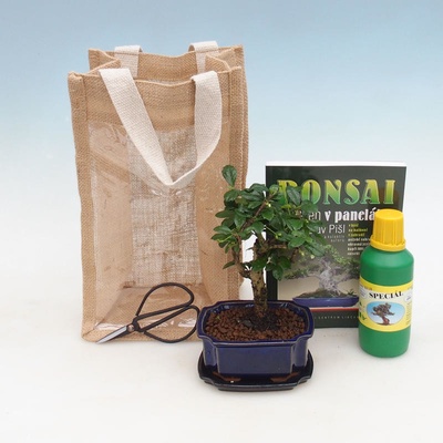 Pokojová bonsai v dárkové tašce - JUTA Carmona-čaj fuki