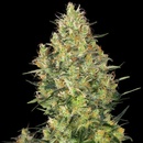 Sensi Seeds Shiva Skunk semena neobsahují THC 3 ks
