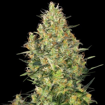 Sensi Seeds Shiva Skunk semena neobsahují THC 3 ks