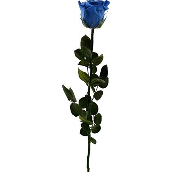 Stabilizovaná růže - královská modř