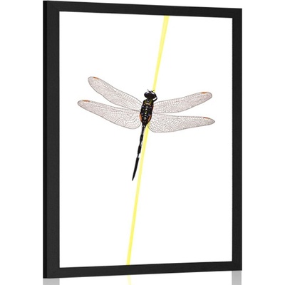 Plakát kouzlo vážky - 40x60 no frame