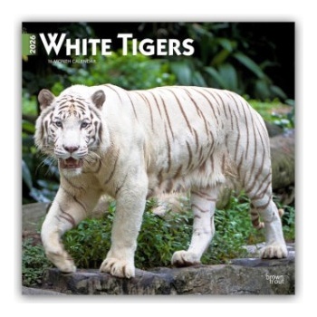 Browntrout Verlags GmbH White Tigers - Weiße Tiger 2026 - 16-Monatskalender