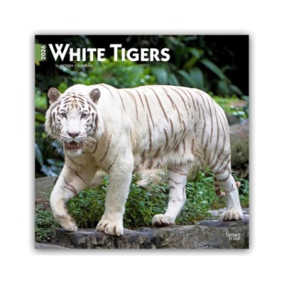 Browntrout Verlags GmbH White Tigers - Weiße Tiger 2026 - 16-Monatskalender | BrownTrout Publishers Inc