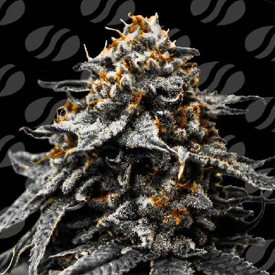 Original Sensible Seeds Twilight Zlush Auto semena neobsahují THC 3 ks
