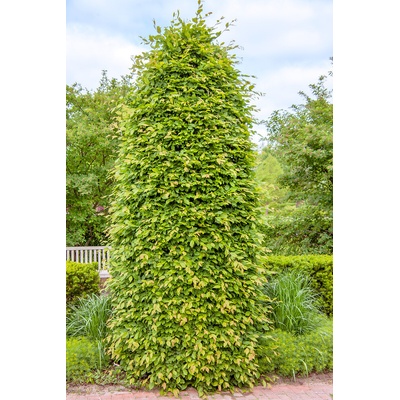 Agarden Hrab obyčajný 'Carpinus betulus'