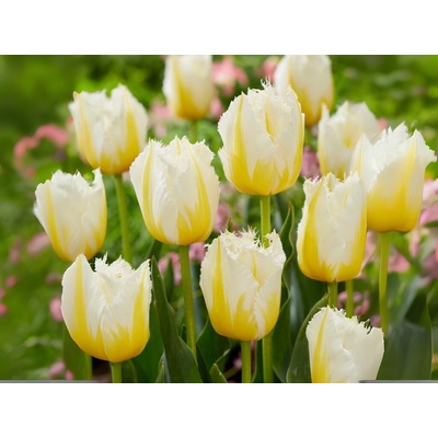 Tulipán Lemon Beauty 7 ks v balení
