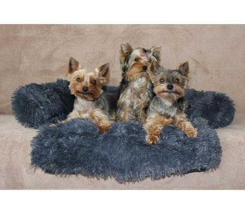 Petsofa pelech