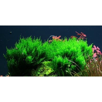 Taxiphyllum sp. Flame Moss 7 cm
