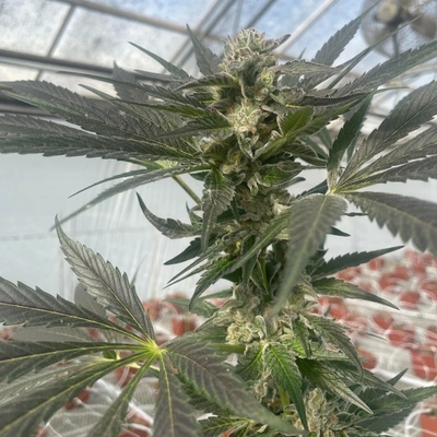 Trilogene Seeds Queen Bee semienka neobsahujú THC 5 ks