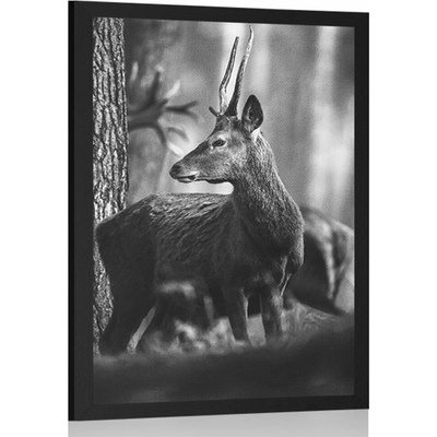 Plakát jelen v borovém lese v černobílém provedení - 60x90 no frame