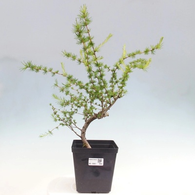 e-bonsai Venkovní bonsai -Larix decidua - Modřín opadavý