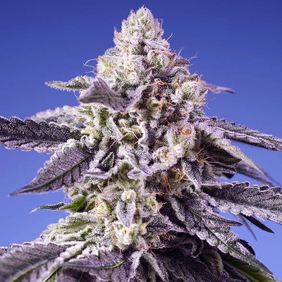 Sweet Seeds Permanent Jealousy XL Auto semienka neobsahujú THC 3 ks